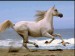 White-Horse-Beach-Run.Jpg